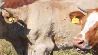 DNC : démêler le vrai du faux