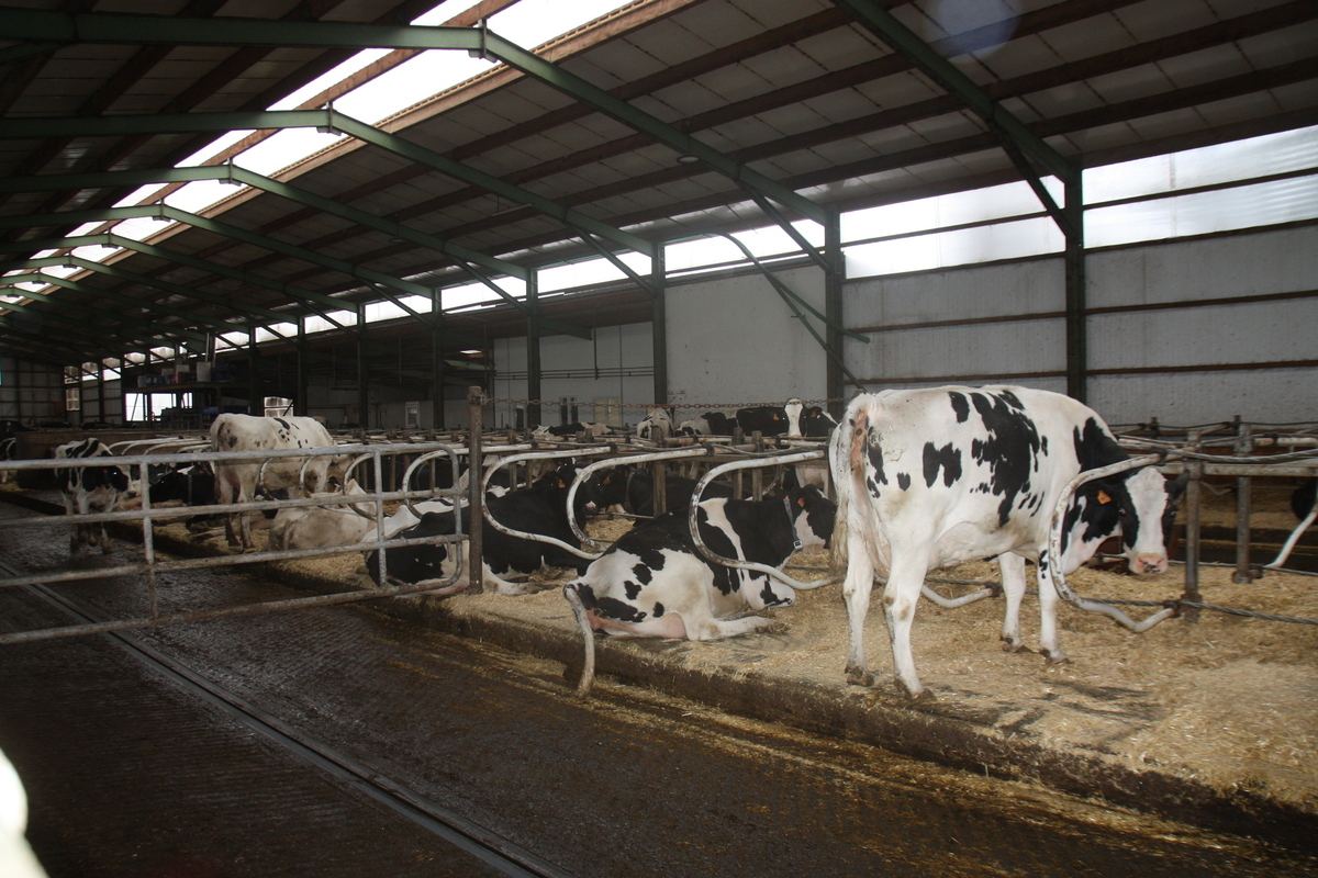 Limiter le stress thermique des vaches au bâtiment