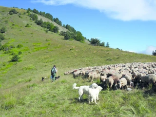 2026, année internationale  des parcours et du pastoralisme
