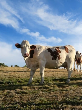 Le recul du prix du lait inquiète les producteurs