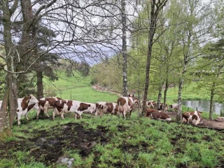 Une hausse des volumes qui crispe  la filière du lait