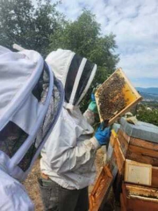 Varroa : face aux résistances, cap sur les luttes biotechniques