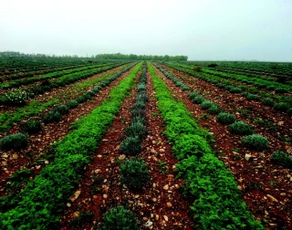 Des couverts végétaux allélopathiques pour moins d’adventices