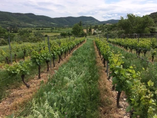 Couverts végétaux sur vignoble : acquérir des outils concrets