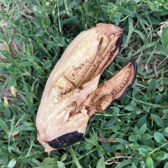 Une exploitation maraîchère vandalisée