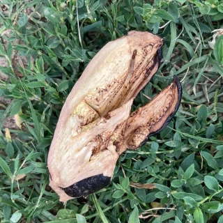 Une exploitation maraîchère vandalisée