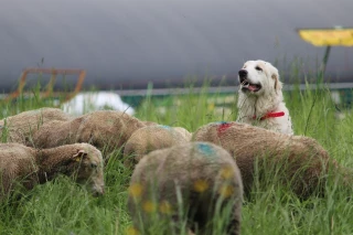 Le chien de protection, un véritable partenaire de travail du berger