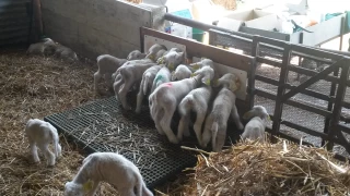 L’allaitement artificiel est-il toujours rentable ?