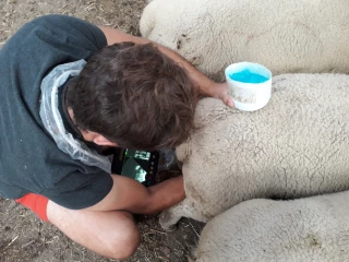 Le constat de gestation améliore la marge brute