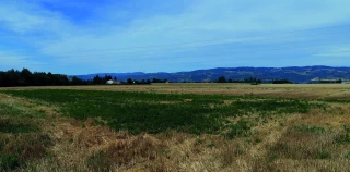 Gérer l’ambroisie après la moisson
