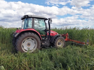 Raisonner l’implantation des couverts végétaux, pour maximiser les gains sur la culture qui suit