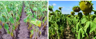 Les impacts des fortes températures sur le tournesol