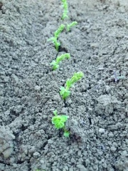 L’heure des implantations de pois chiche approche