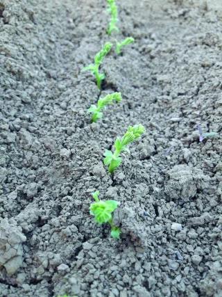 L’heure des implantations de pois chiche approche