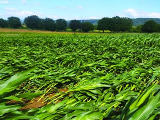 Verse des maïs à la mise en route de l’irrigation : un signe de dégâts de chrysomèle