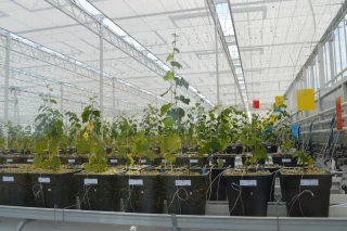 Qanopée, le coffre-fort de la vigne du futur