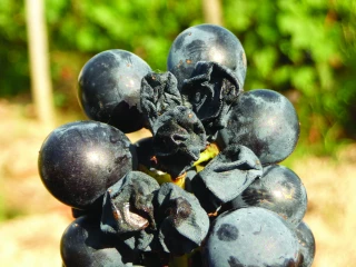 Face au black-rot, une lutte permanente