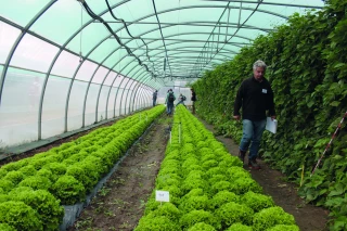 Des filets d’ombrage pour réduire la chaleur sous abri