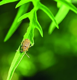 Premiers lâchers d’Ophraella communa, un insecte mangeur d’ambroisie