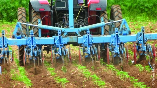 Gestion de l’ambroisie dans les cultures de printemps