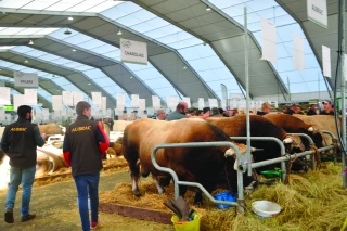 Le Sommet de l’élevage devrait être accessible avec passe sanitaire