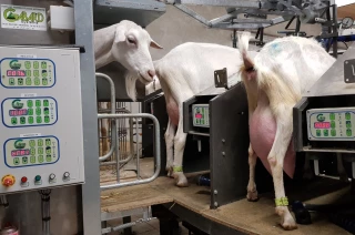 Roto de traite et multimoules, un gain de temps et du confort