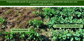 Adopter la bonne stratégie pour lutter contre le ray-grass dans le colza