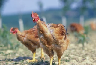 L’impact des ombrières photovoltaïques évalué