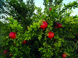 De nouvelles cultures face au changement climatique