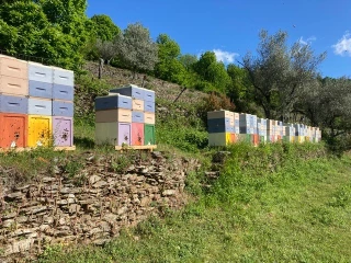L’Or de la Ruche : « Mes abeilles sont mes athlètes » 