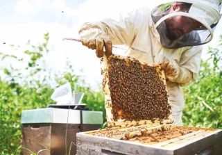 La filière apicole française cherche un second souffle