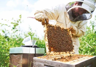 Ouverture de la déclaration annuelle de ruches 2025