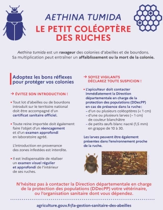 Appel à la vigilance face au petit coléoptère des ruches
