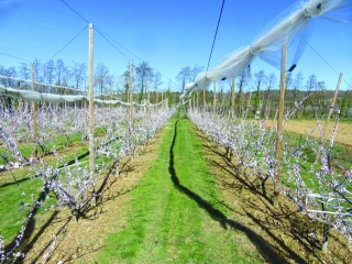 L’aide à la rénovation des vergers arboricoles pour la campagne 2025-2026 est ouverte