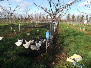 Réduire drastiquement les intrants dans les vergers d’abricotiers
