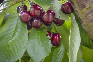 « Nous espérons que les prix se maintiendront »