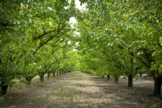Une campagne déficitaire et aléatoire