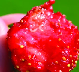 Drosophila suzukii : la dérogation d’utilisation de l’insecticide Imidan en suspens