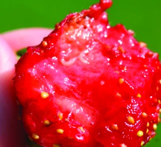 Drosophila suzukii : la dérogation d’utilisation de l’insecticide Imidan en suspens