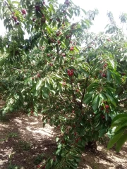 La récolte des cerises bat son plein en Ardèche