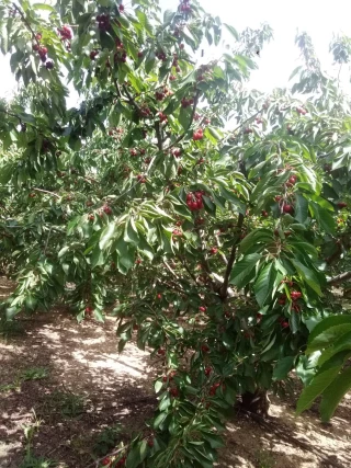 La récolte des cerises bat son plein en Ardèche