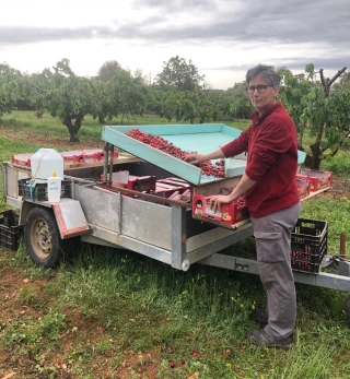 Les pluies de fin mars permettent d'envisager une belle récolte de cerises. Elle a commencé cette semaine à Orgnac-l'Aven chez Christel Cesana.