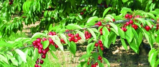 Cerise : le point sur les suivis et essais de la Sefra