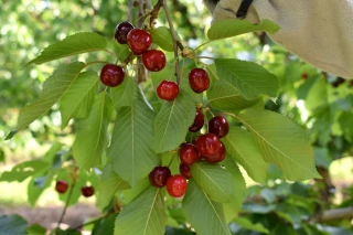 Cerise : la production en hausse de 9 % en Auvergne Rhône-Alpes