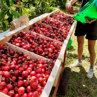 Des abricots aux cerises :  Une campagne difficile