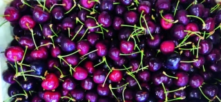 Cerise : les premiers résultats des nouvelles variétés testées par la Sefra