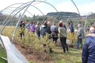 Les bons résultats des Fruits rouges des Monts du Velay