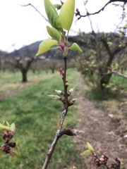 Gel : les demandes d'indemnisation sont ouvertes
