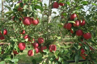 Une récolte peu abondante 