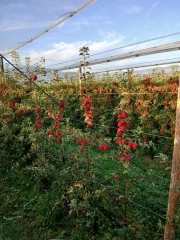 Une jolie récolte mais de petits calibres